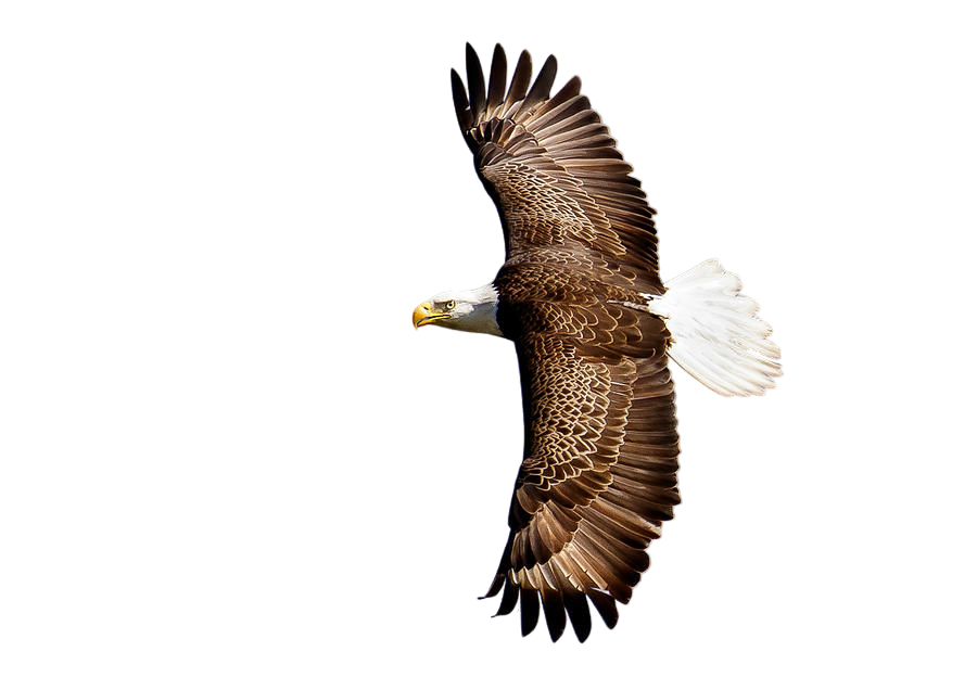 2024 New Release eagle Ornament-Gifts For eagle Lover