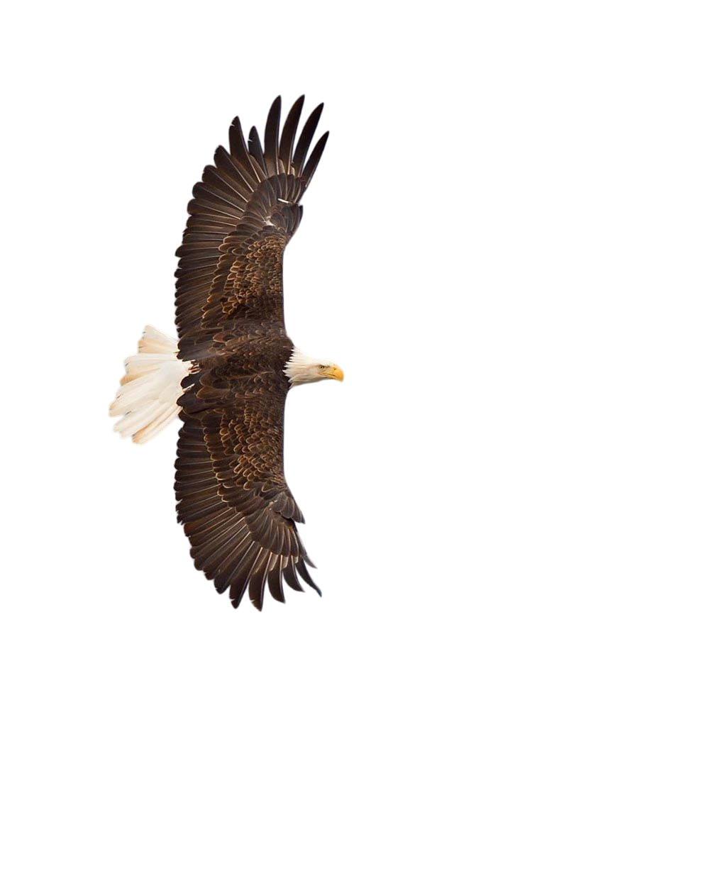 2024 New Release eagle Ornament-Gifts For eagle Lover